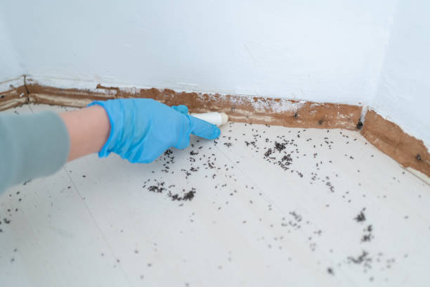 Trusted Guttenberg, IA Pest Control Experts