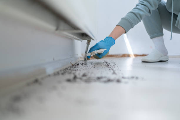 Best Pest Control Treatment  in Guttenberg, IA